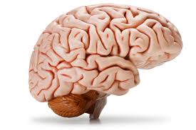 Tak wygląda twój mózg