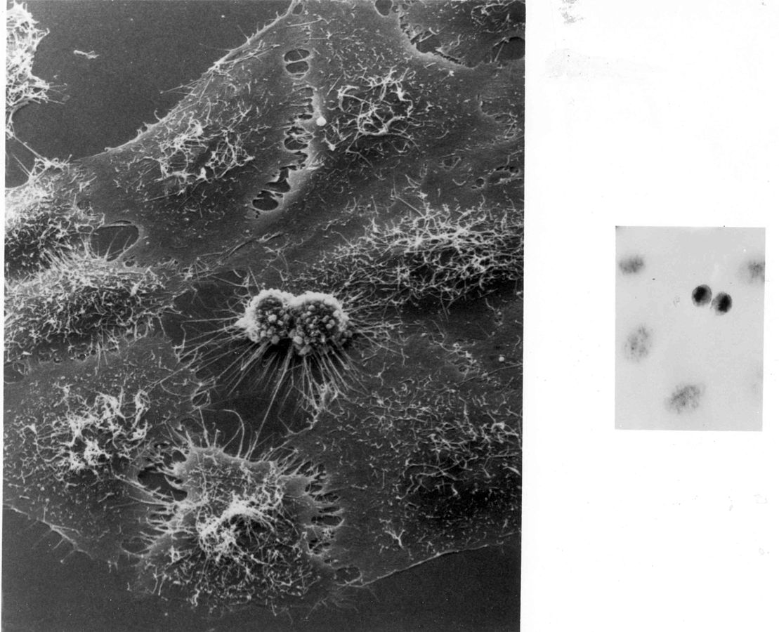 Te dwie kuleczki w środku zdjęcia to dzielące się komórki HeLa