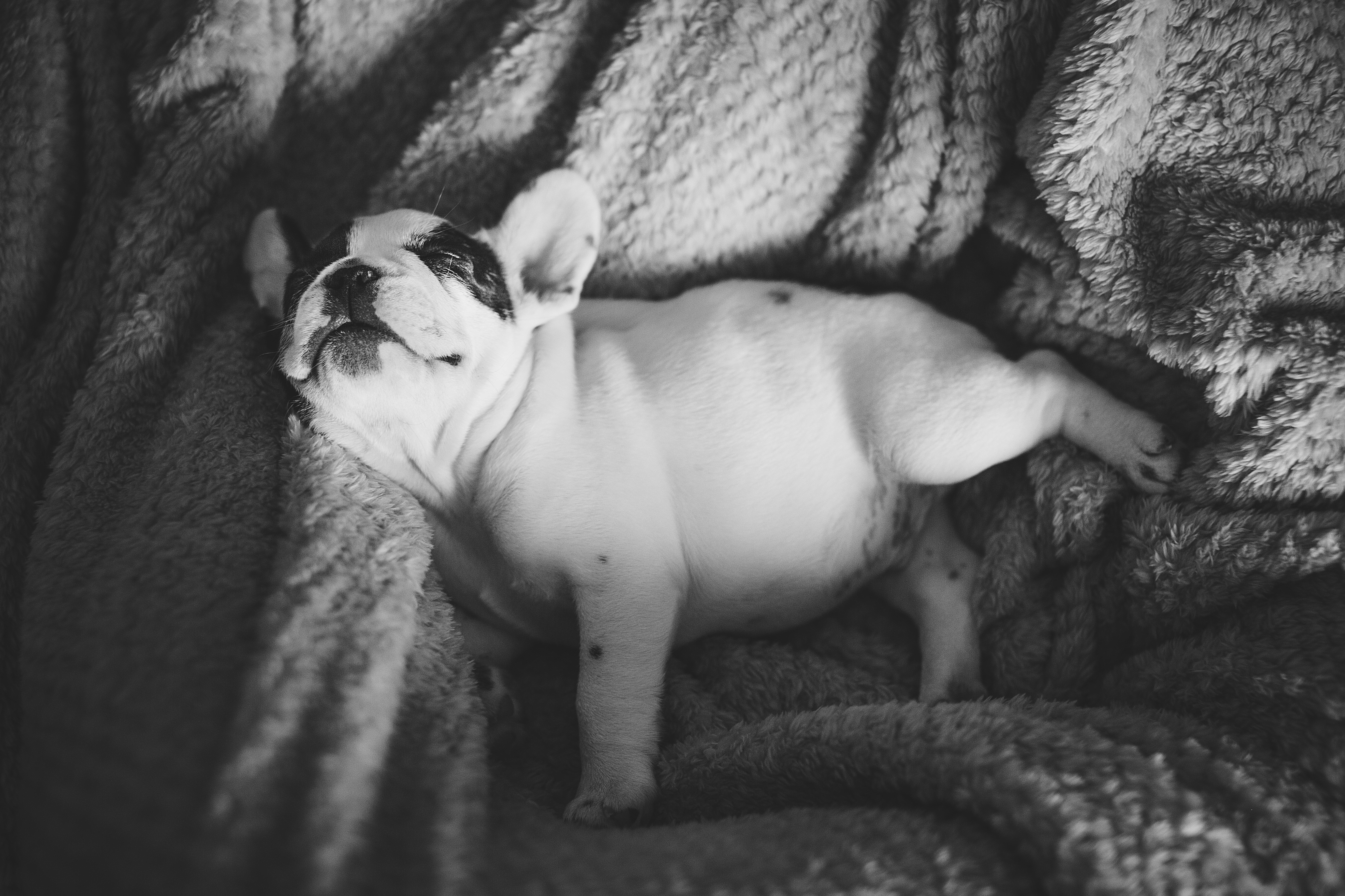 french_bulldog_sleeping